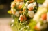 heuberger_20080531_9