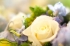 heuberger_20090702_031