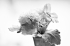 heuberger_20141011_070_SG_MASTER_BW